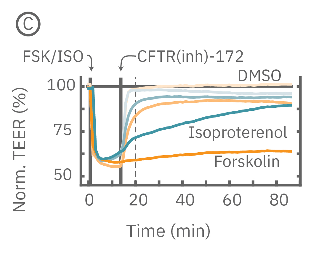 Addition of isproterenol significantly reduced TEER