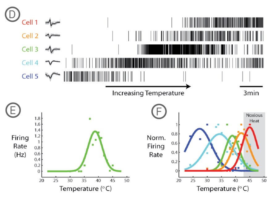 Pain DRG neurons respond to changes in temperature on MEA