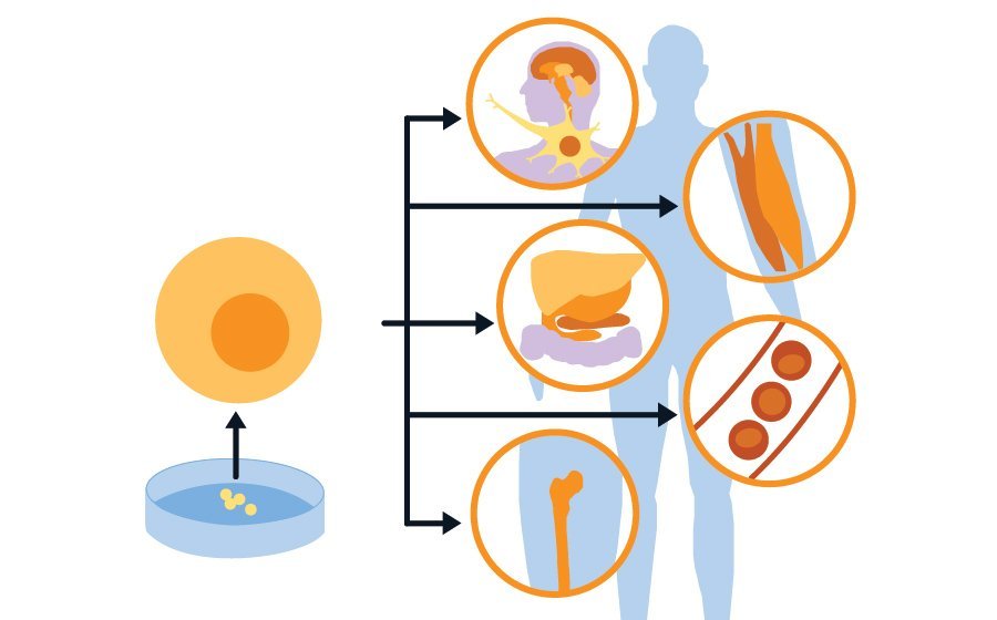 Stem Cell Types