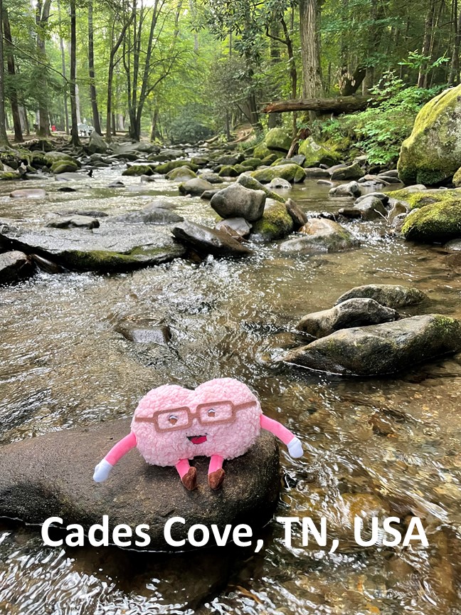 Mini-brain in Cades Cove TN