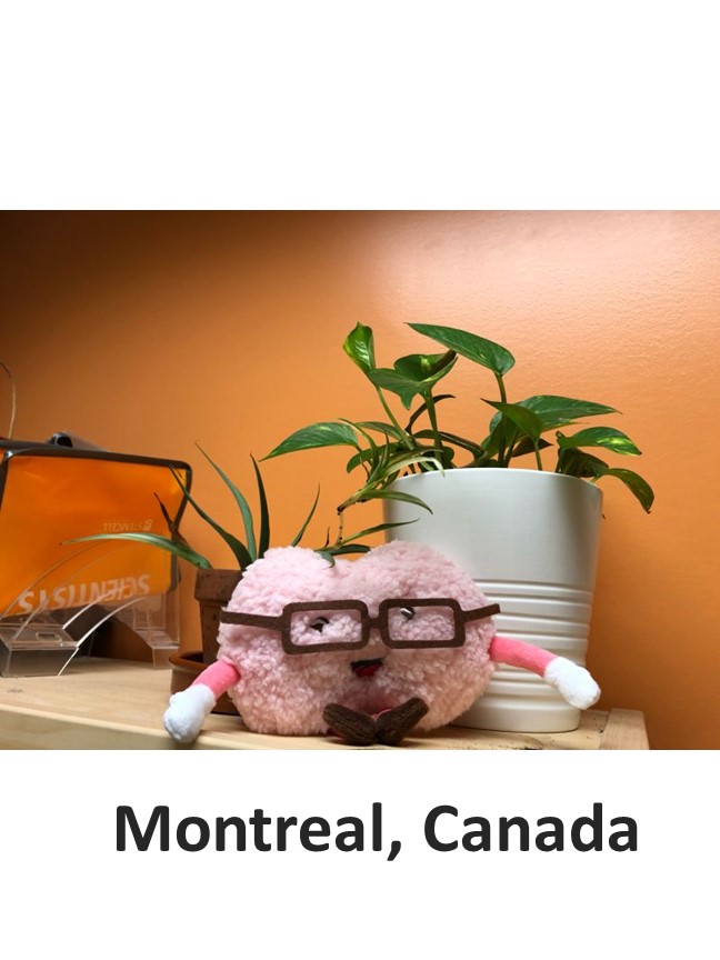 Minibrain in Montreal