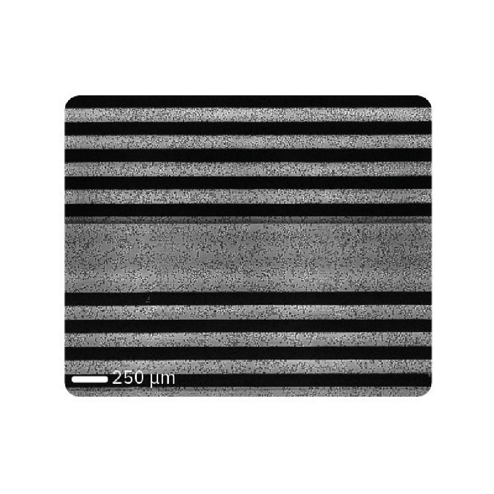 Daudi cells plated on a CytoView-Z plate
