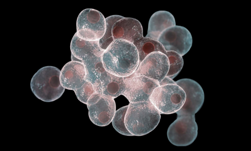 Cell Proliferation Live-Cell Imaging Application