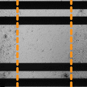 Cell migration
