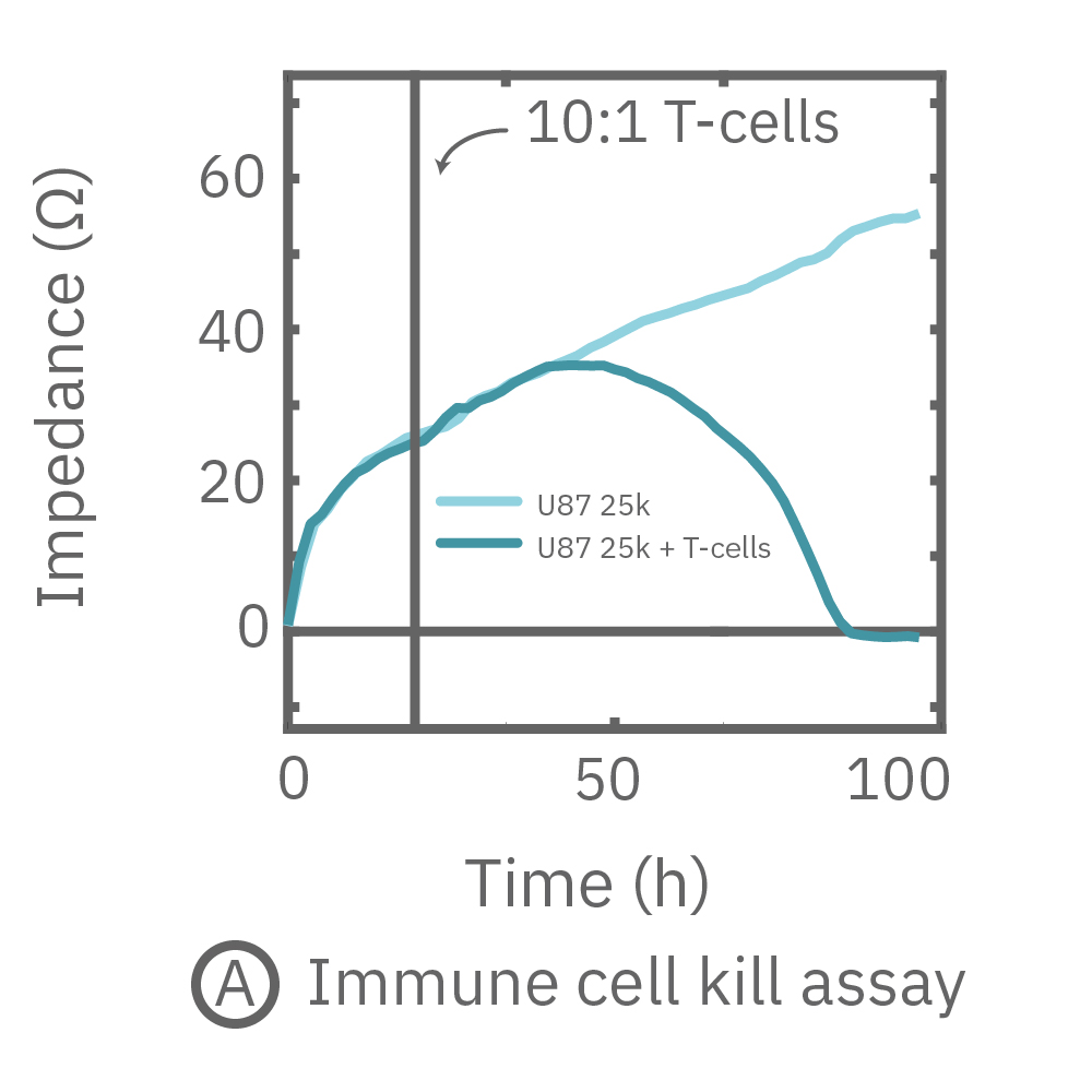 Continuous monitoring of impedance over 24 hours. The addition of activated T-cells reduced the impedance measurement
