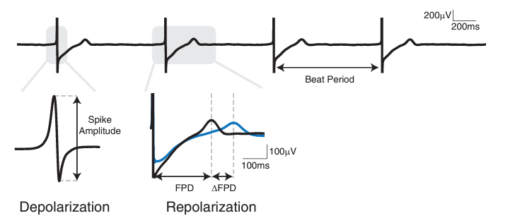 Four primary endpoints from the Maestro MEA assay are beat period (BP), depolarization spike amplitude (AMP), field potential duration (FPD), and the rate corrected field potential duration (FPDc).