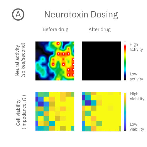 Dosing neurons with neurotoxin - loss of activity but cells are still alive