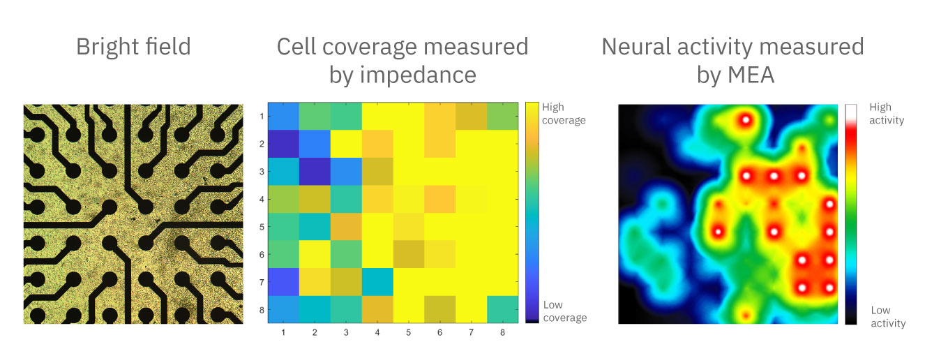 Measure neuronal activity and coverage in the same MEA well