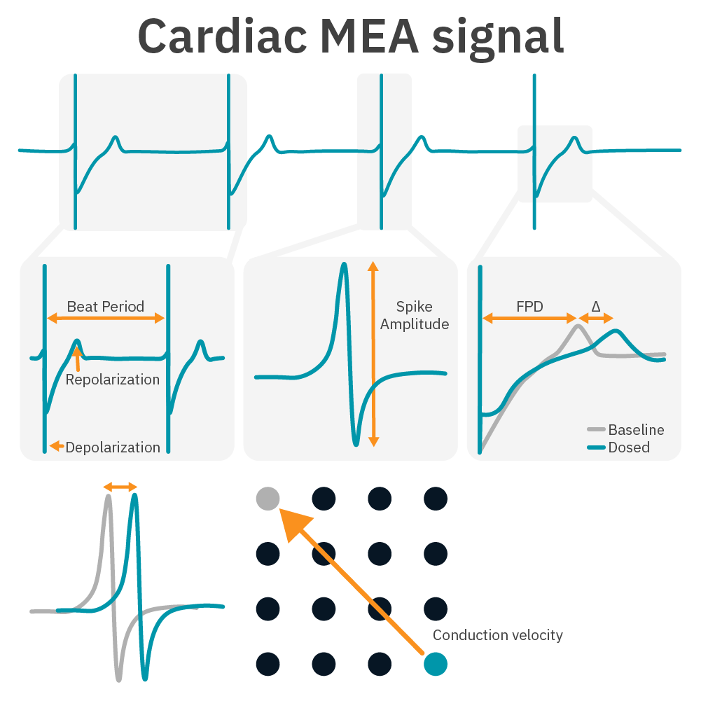 Cardiac MEA signal