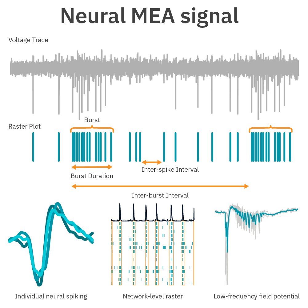 Neural MEA Signal