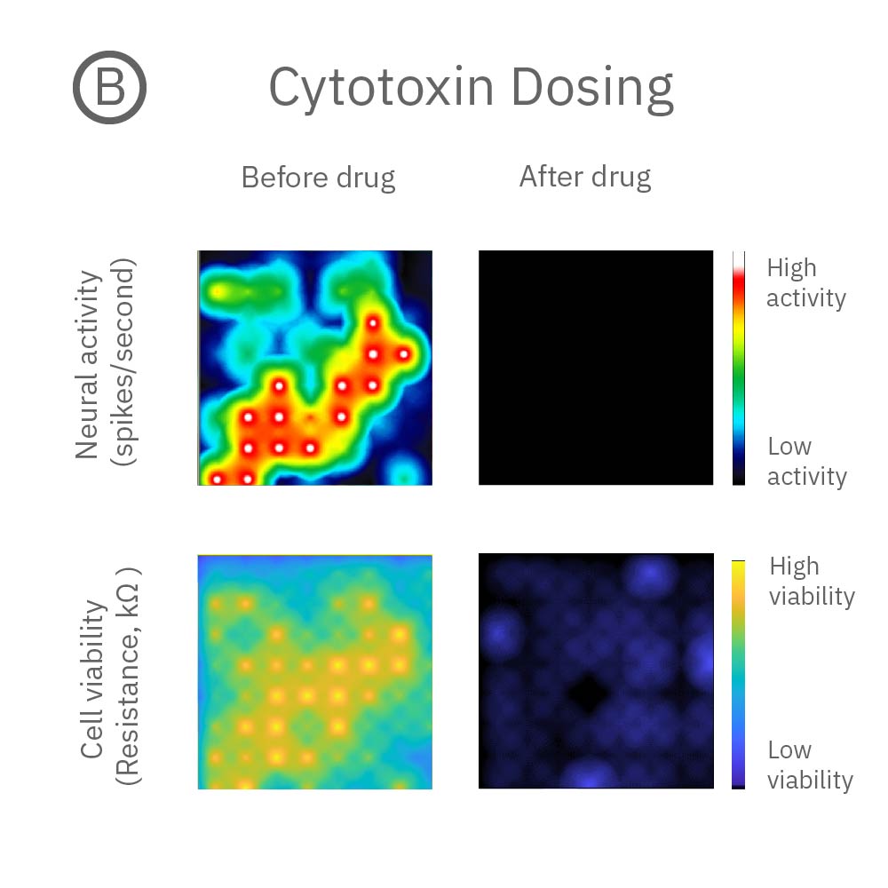 Dosing neurons with cytotoxin - activity silenced and cells have died