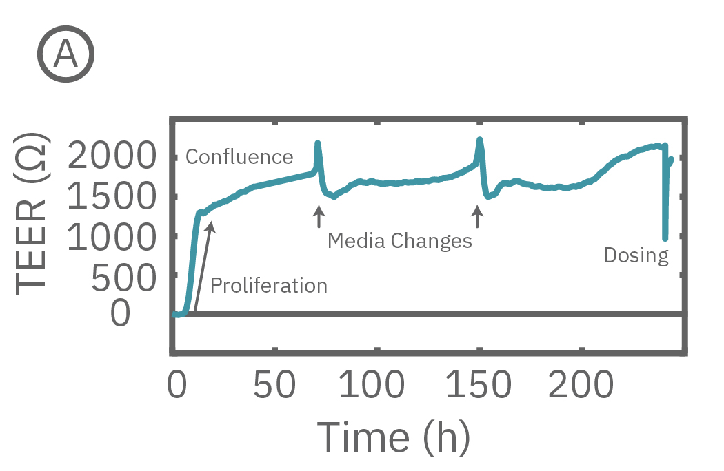 TEER can be measured continuously.