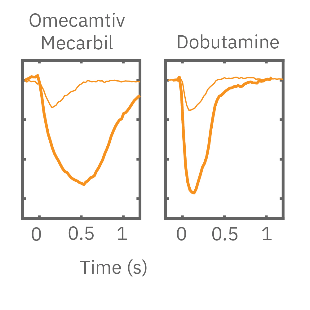 Paced cells increase contractility beat amplitude in response to positive inotropes