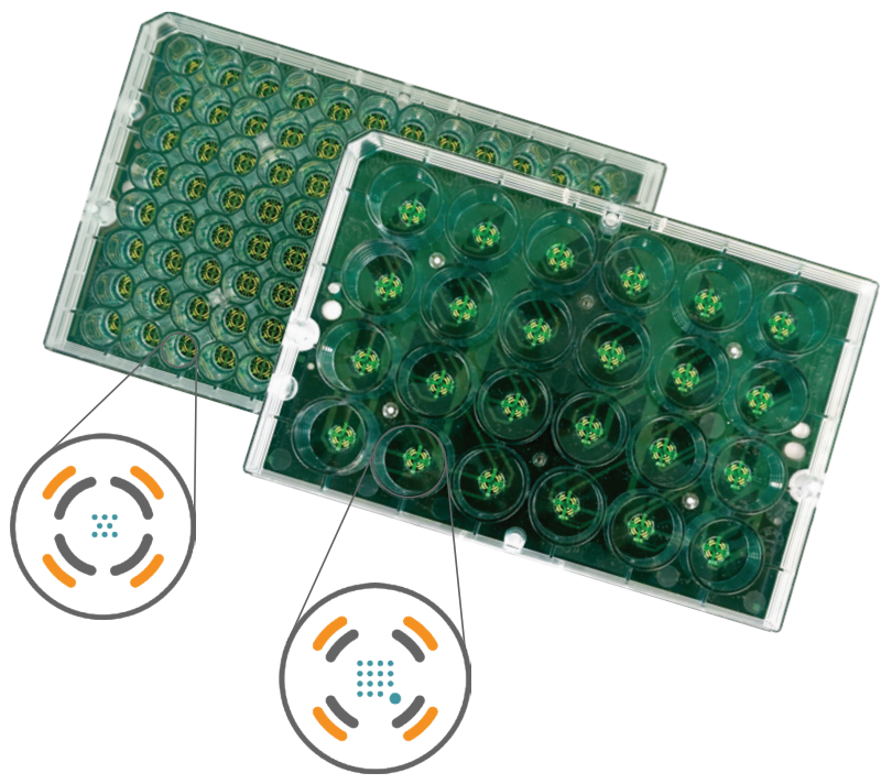 Biocircuit MEA plates with schematic of electrode placement