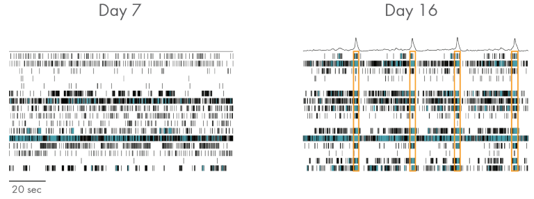 Neural network activity recorded over days on the BioCircuit MEA plate