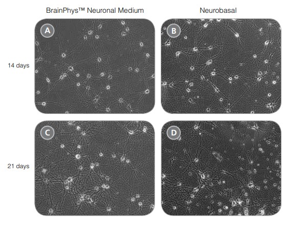 rodent neurons matured in brainphys neuronal medium