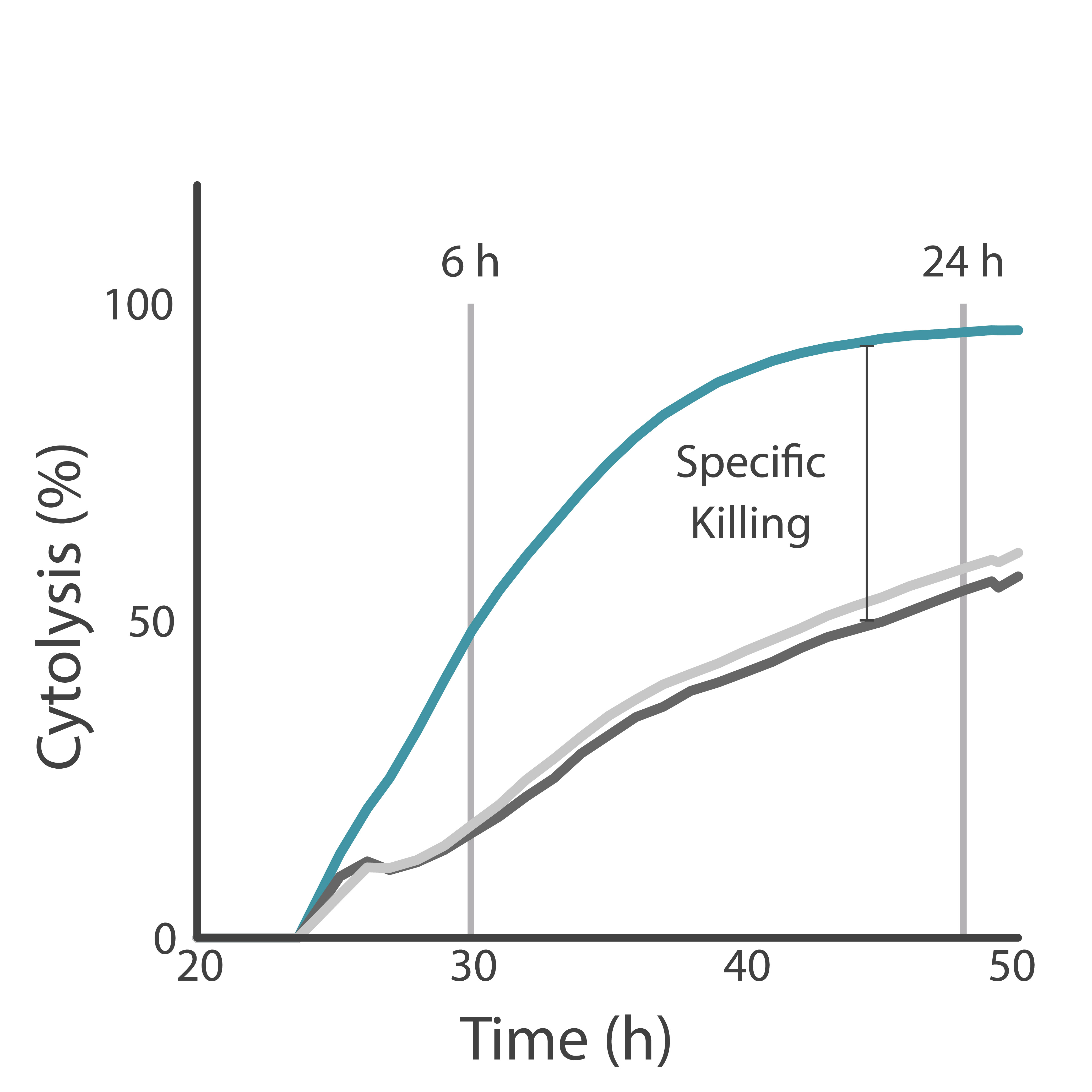 Resistance and cytolysis of target SKOV3 cancer cells by HER2-targetting CAR T cells.