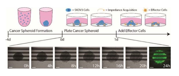 Cancer Spheroid Plating