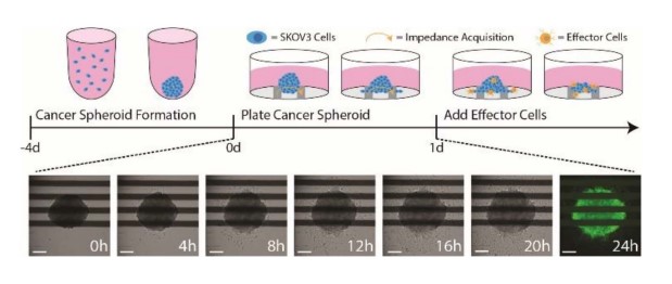 Cancer Spheroid Plating