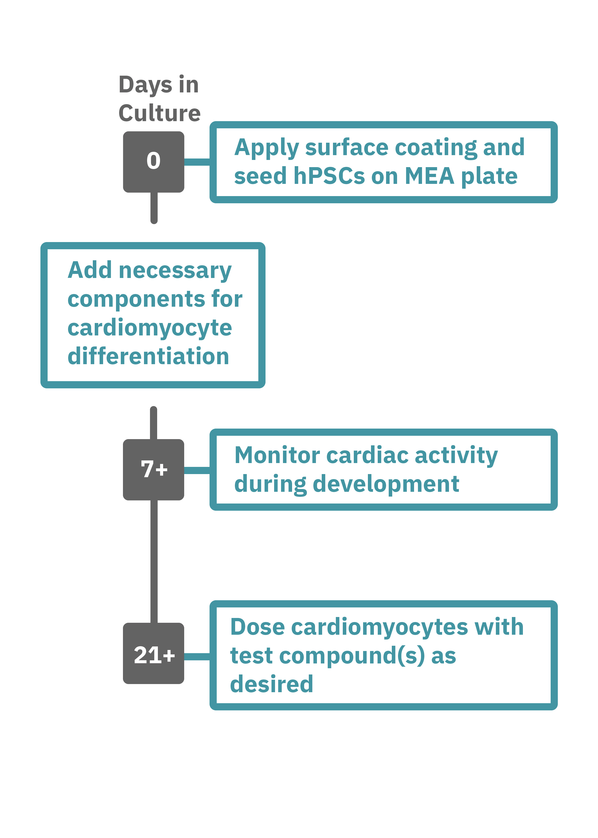 Cardiac development assay protocol