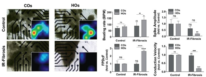 Cardiac Organoids on the Maestro Pro