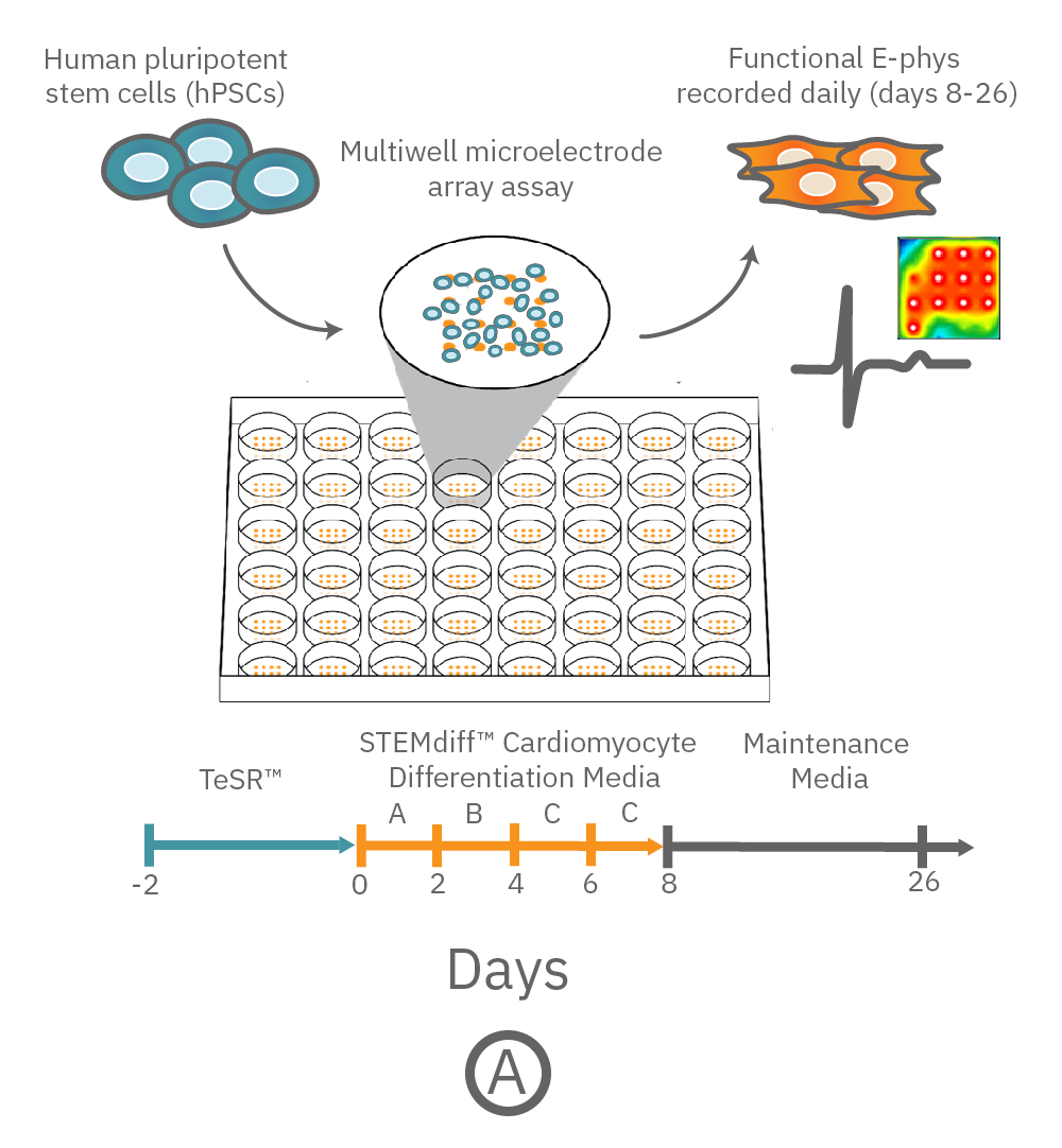 hPSCs plates on a multiwell microelectrode array assay and function ephys recorded daily