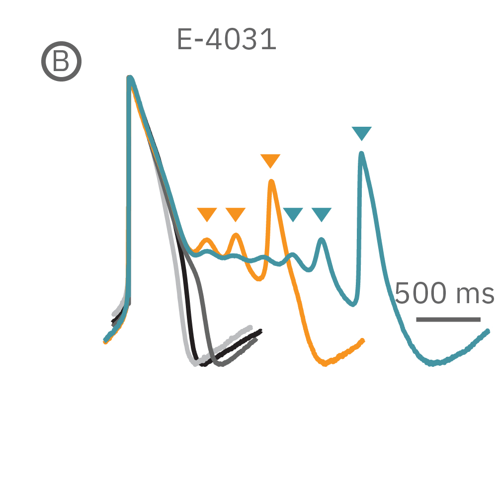E-4031 first prolonged repolarization and then generated repolarization irregularities.