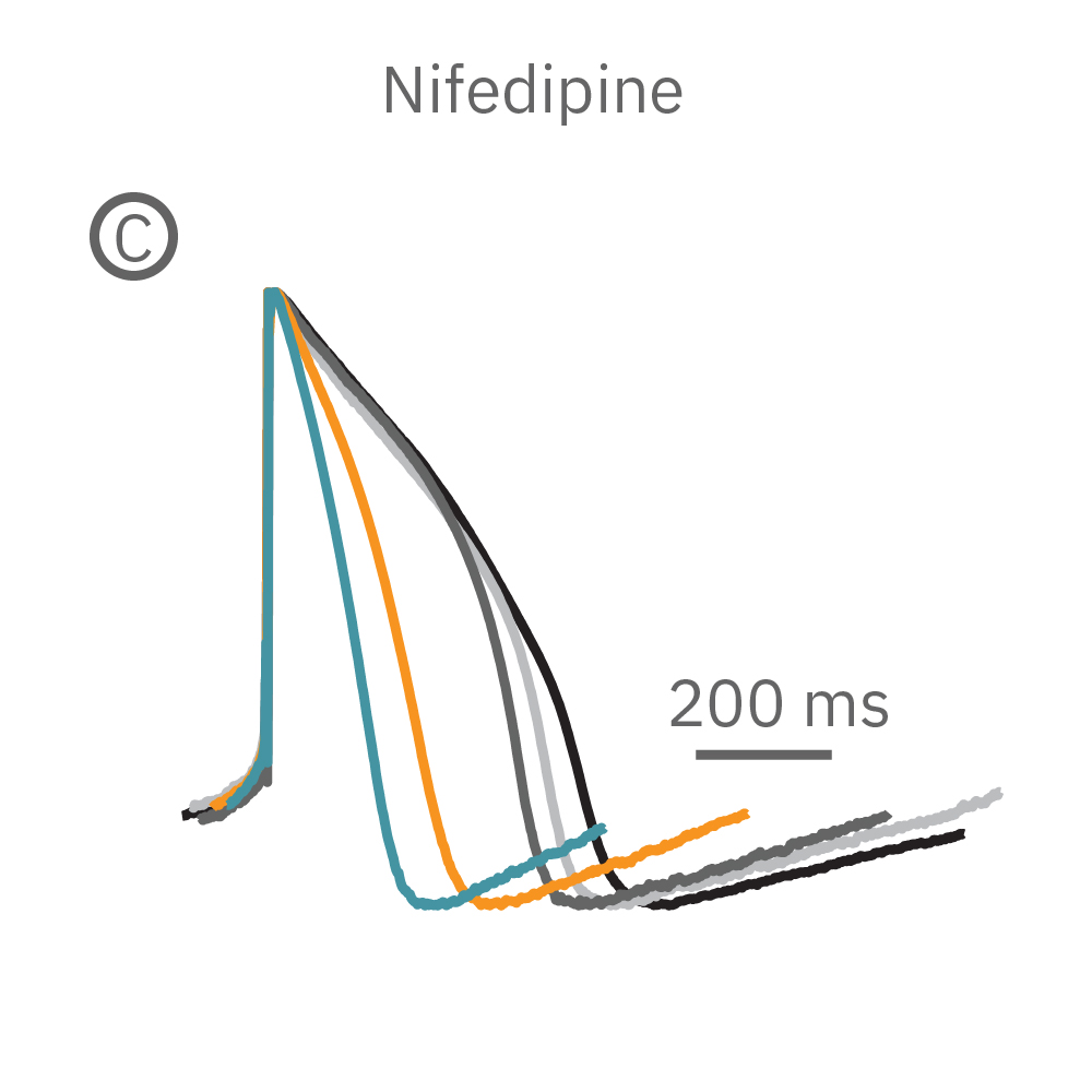 Nifedipine shortened the duration of the LEAP signal in a dose-dependent manner.