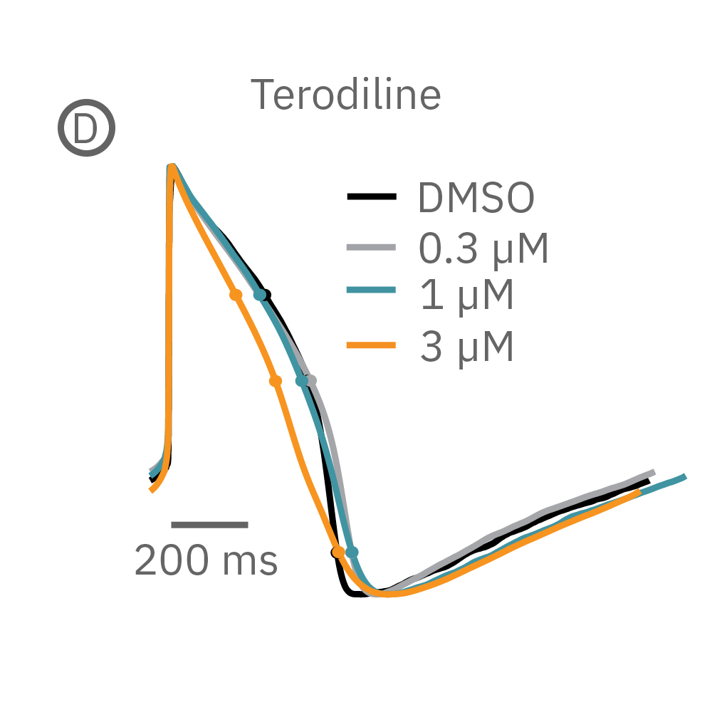Terodiline induced triangulation at higher concentrations, consistent with patch clamp results.