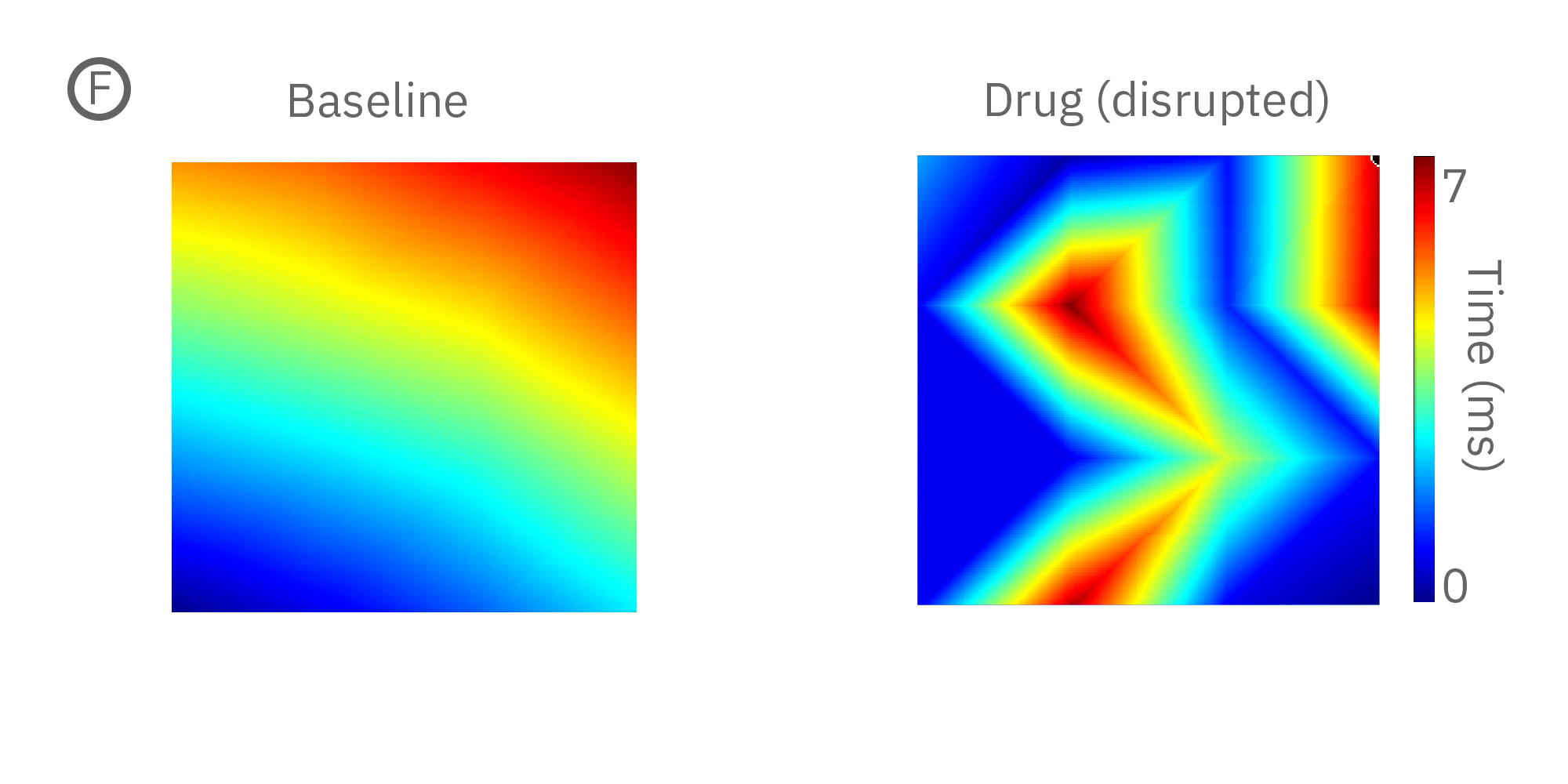 Conduction velocity of hiPSC-CMs