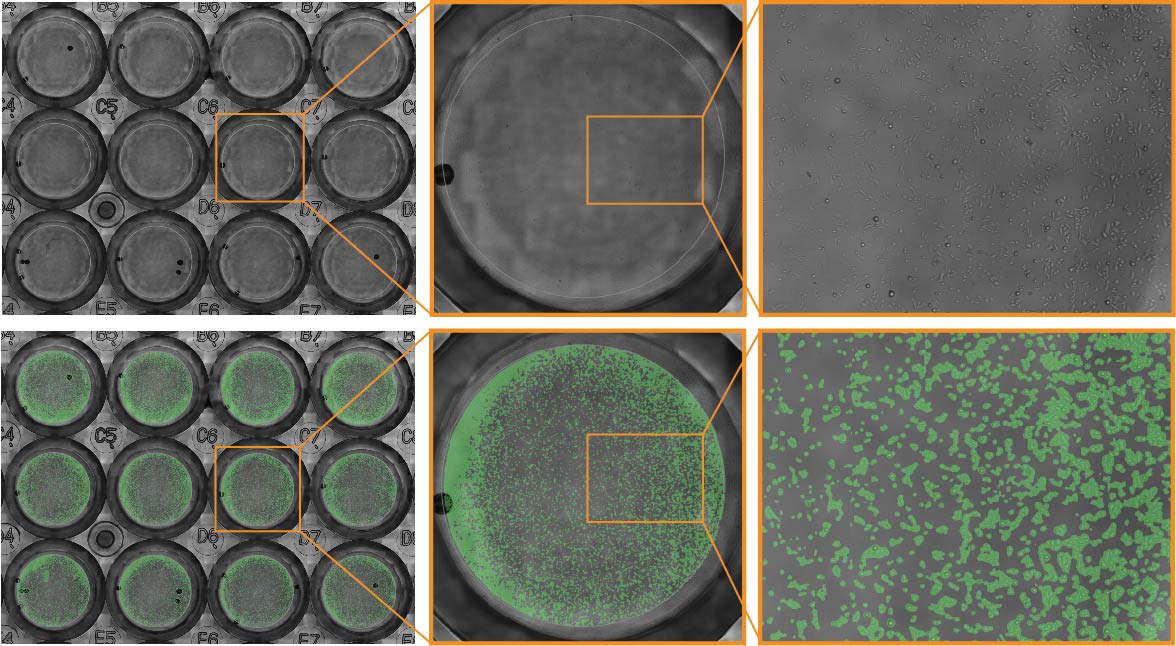 Cell confluence images taken by the Omni