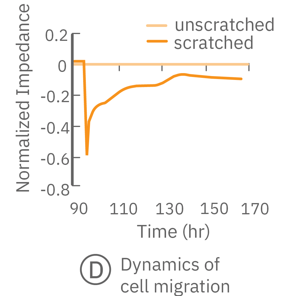 Cell migration after scratch shows a drop in Impedance