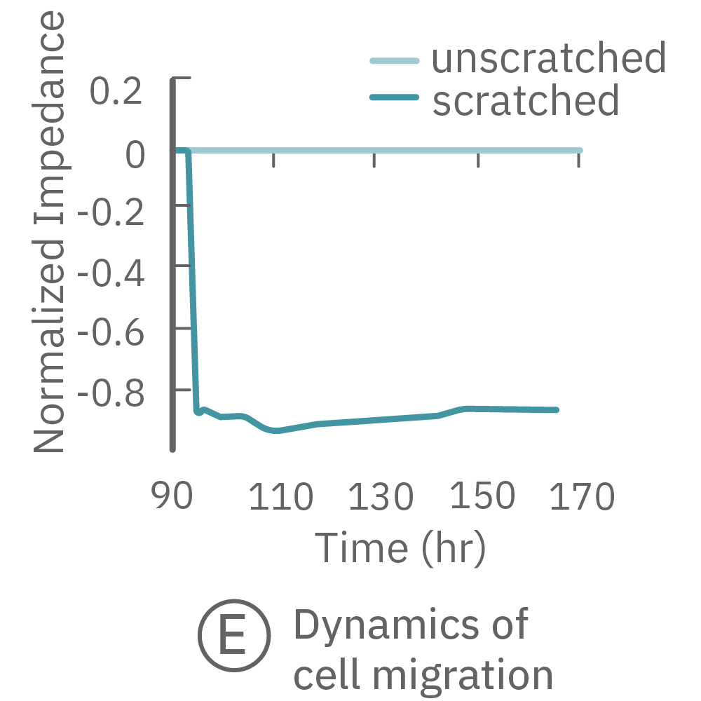 After the scratch the impedance returned as the cells regrew