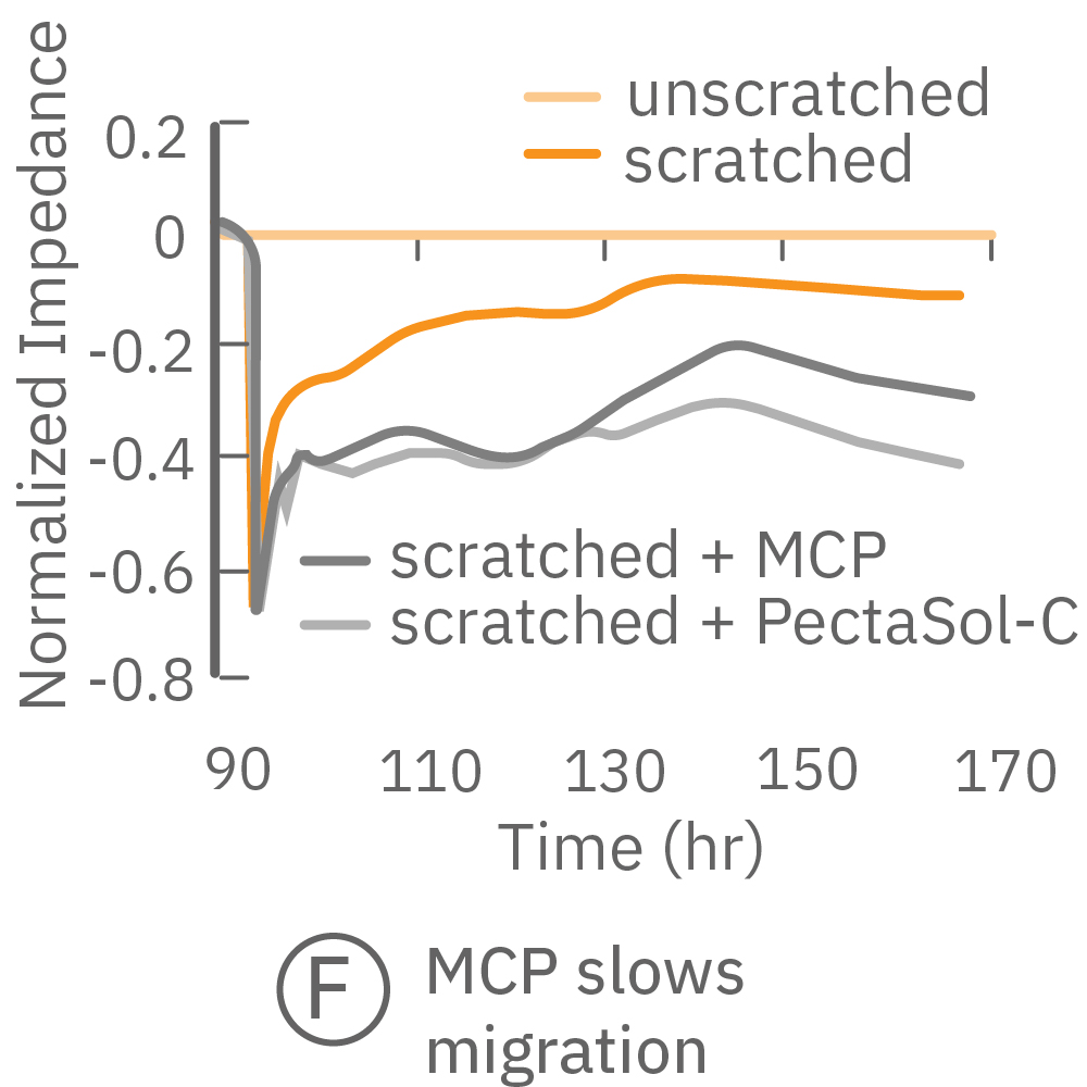 Impedance showed a lack of regrowth due to the addition of migration inhibiting coatings