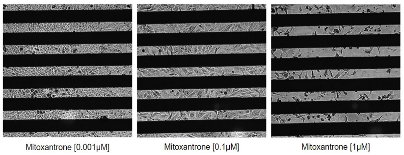 Cells on CytoView-Z microplate