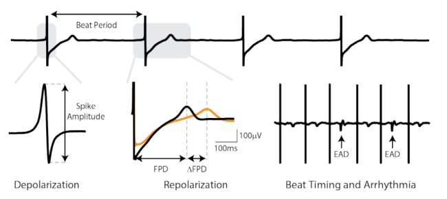 CiPA recordings of beat period on MEA