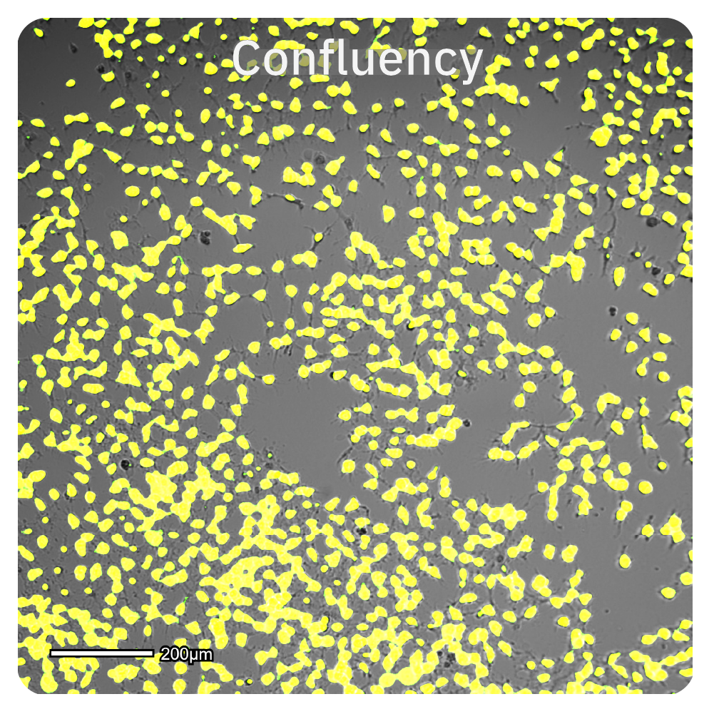 Confluency