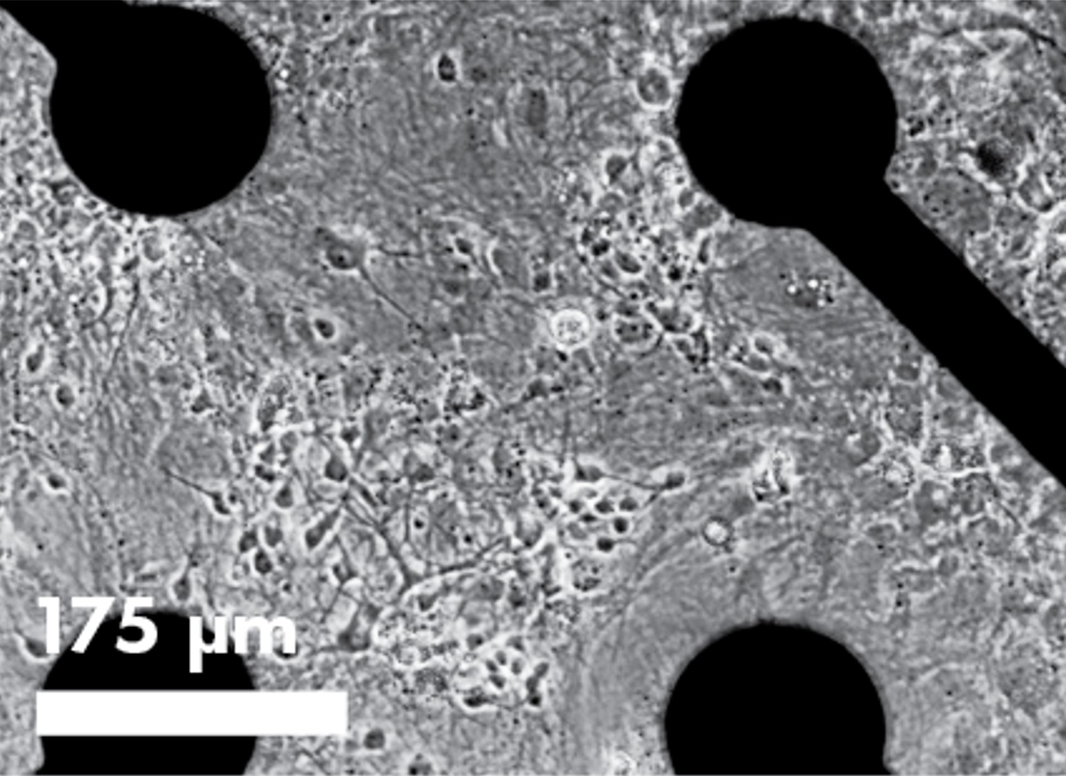 CytoView MEA plate Neurons on a well