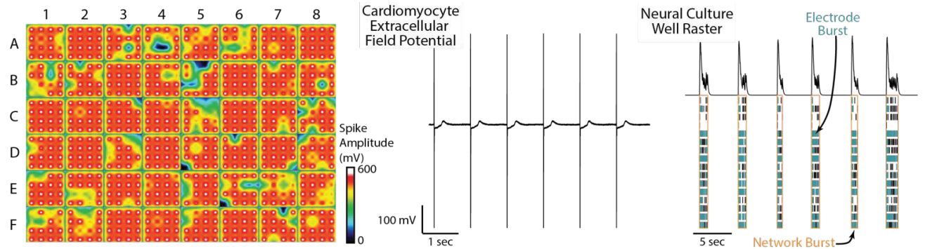 Activity map, single electrode and raster plots of cardiomyocyte activity in CytoView MEA plate