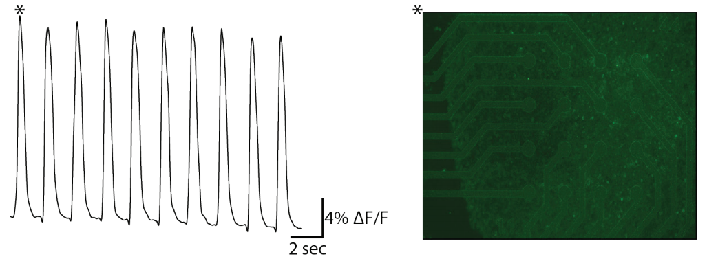 hiPSC-cardiomyoctye MEA assay