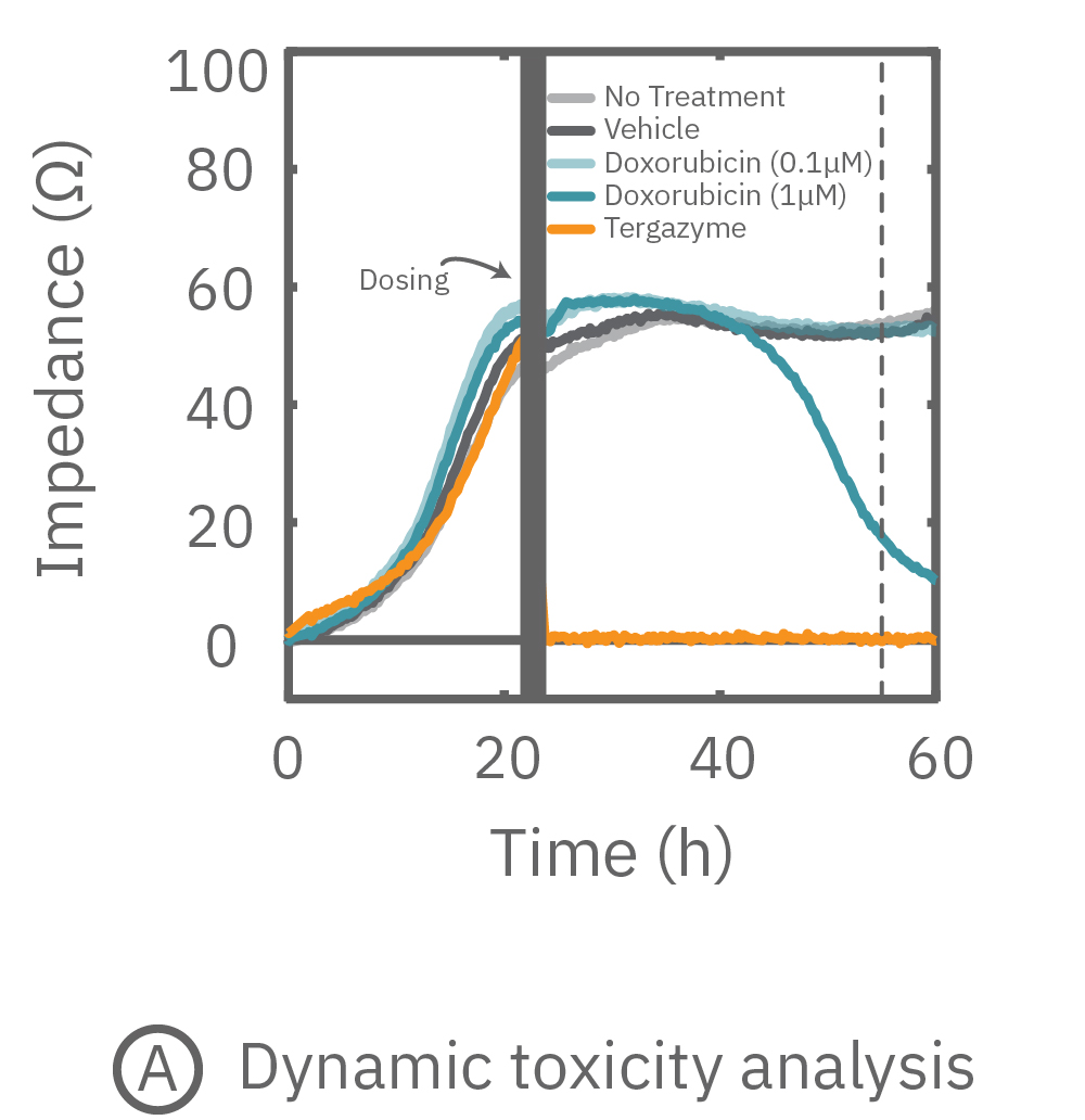 After application of doxorubicin, the impedance measurements revealed the dynamic response of the A549 cells 