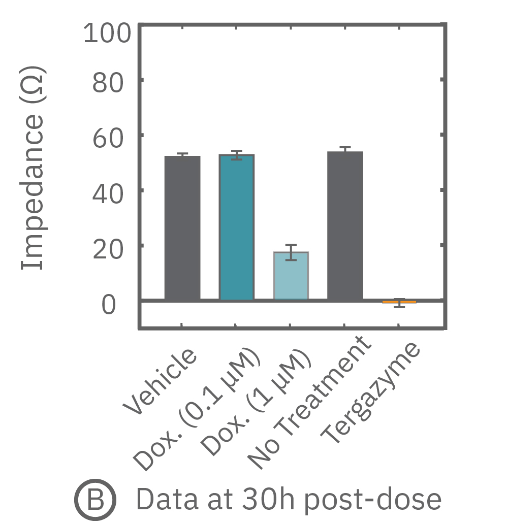 After application of doxorubicin, the impedance measurements revealed the dynamic response of the A549 cells 