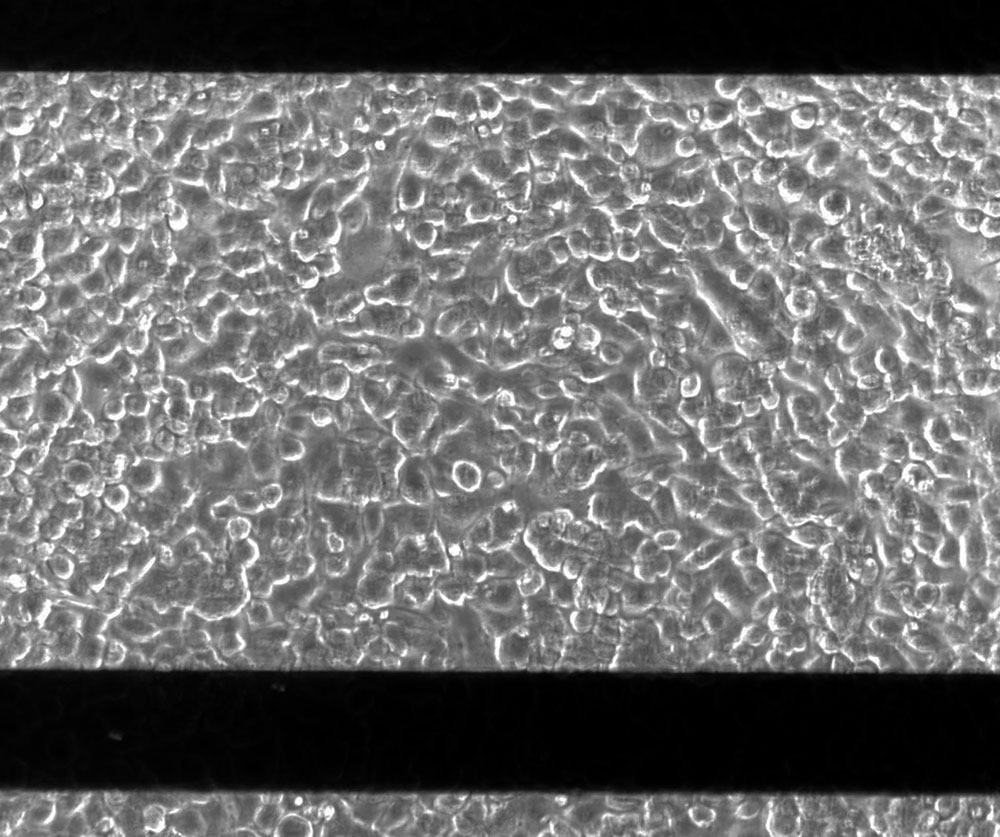 Cells growing to confluence over microelectrode array