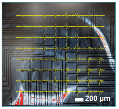 Visualization of electrical activity from brain slice on MEA