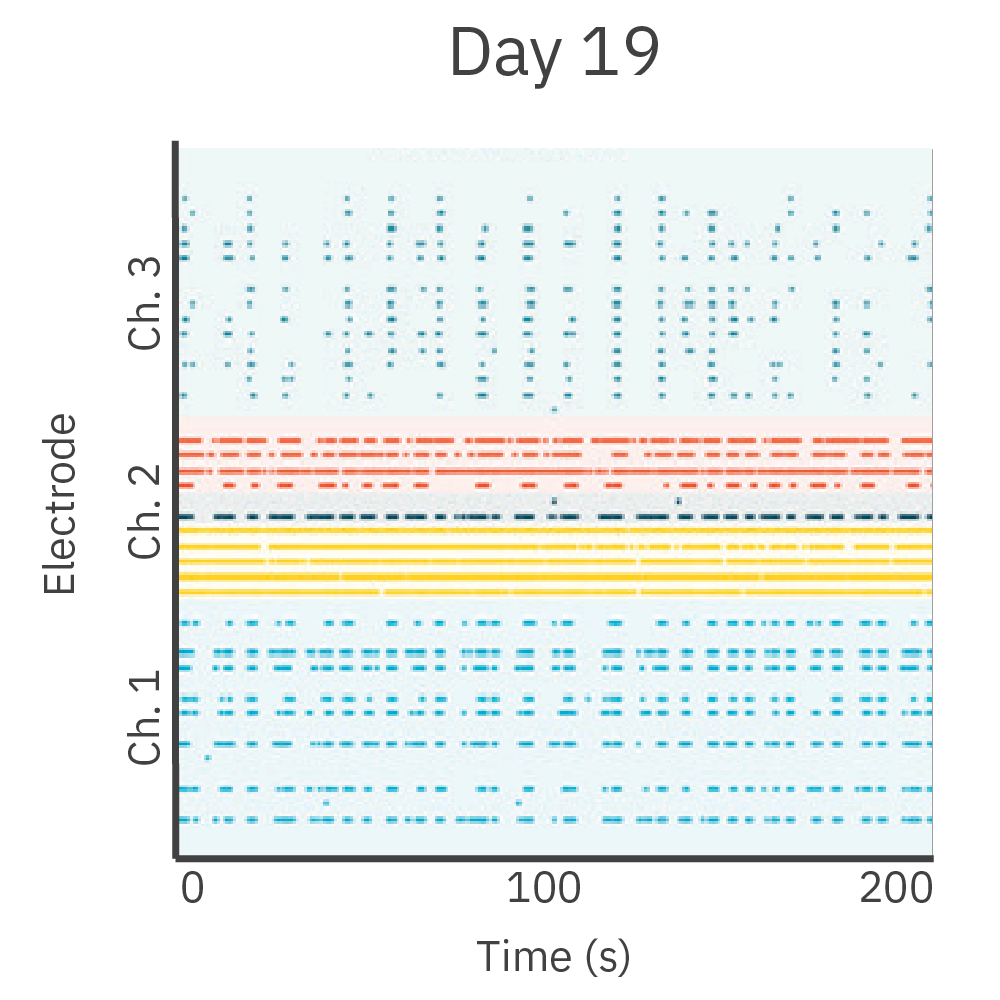 Neurite outgrowth and activity on Day 19