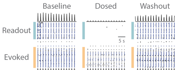 Propagation of evoked activity was reversibly blocked by pharmacological treatment