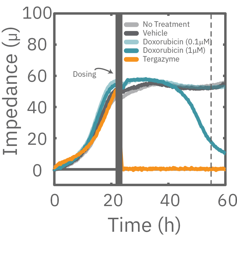 A549 were dosed with Doxorubicin, vehicle (DMSO), or Tergazyme. Wells dosed with Tergazyme showed an immediate decrease in impedance, reflecting complete cell death.