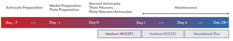 Elixigen Workflow of iPSC-neurons on Maestro Pro MEA system