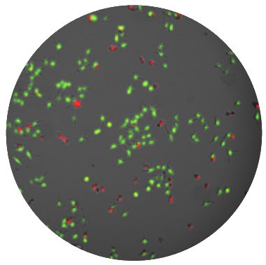 Fluorescent assays