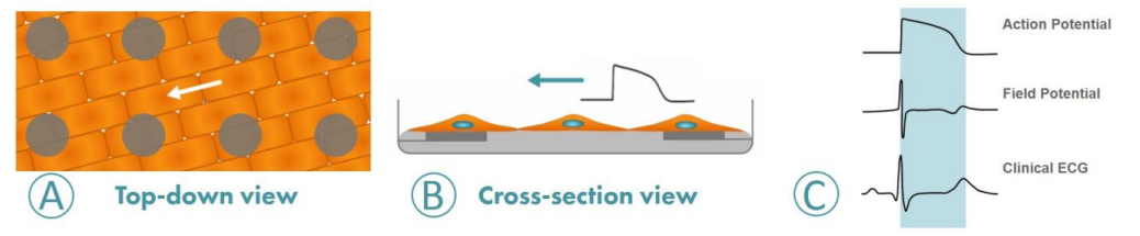 Field potential recording from cardiomyoctye on MEA system